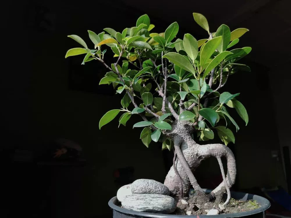 Weeping Fig Bonsai Tree Seeds - 30 Seeds - Ficus benjamina - Easy to Grow Indoor Plant, Decorative Houseplant
