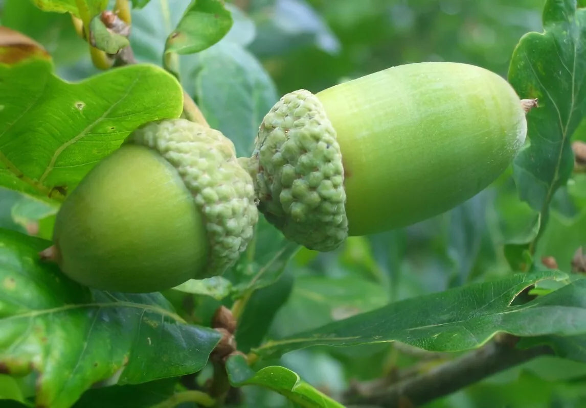 50 Acorn Seeds - English Oak - Quercus robur - Ideal for Zones 4-8 - Perfect for Gardens & Reforestation Projects