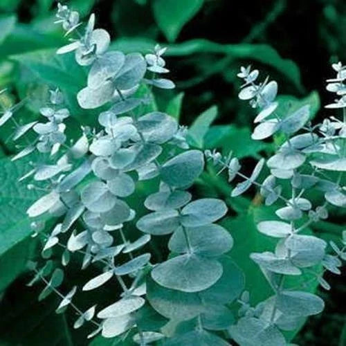 Eucalyptus Seeds for Planting - 50 Seeds - Eucalyptus globulus - Aromatic Cut Flowers & Decor - Silver-Blue Foliage