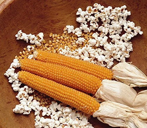Snow Puff Popcorn Seeds - 25+ Heirloom Seeds - Zea mays everta - USA Grown - Non-GMO, Fluffy Texture for Home Gardening