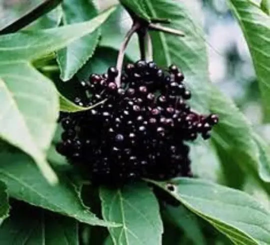 Black Elderberry Cuttings, 5+ Organic, Medicinal Variety, Sambucus nigra - Easy to Grow for Home Garden