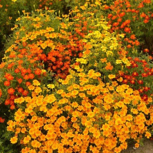 Signet Marigold Seeds 200 Pack STARFIRE MIX Non-GMO Cutting Garden Flowers Tagetes tenuifolia