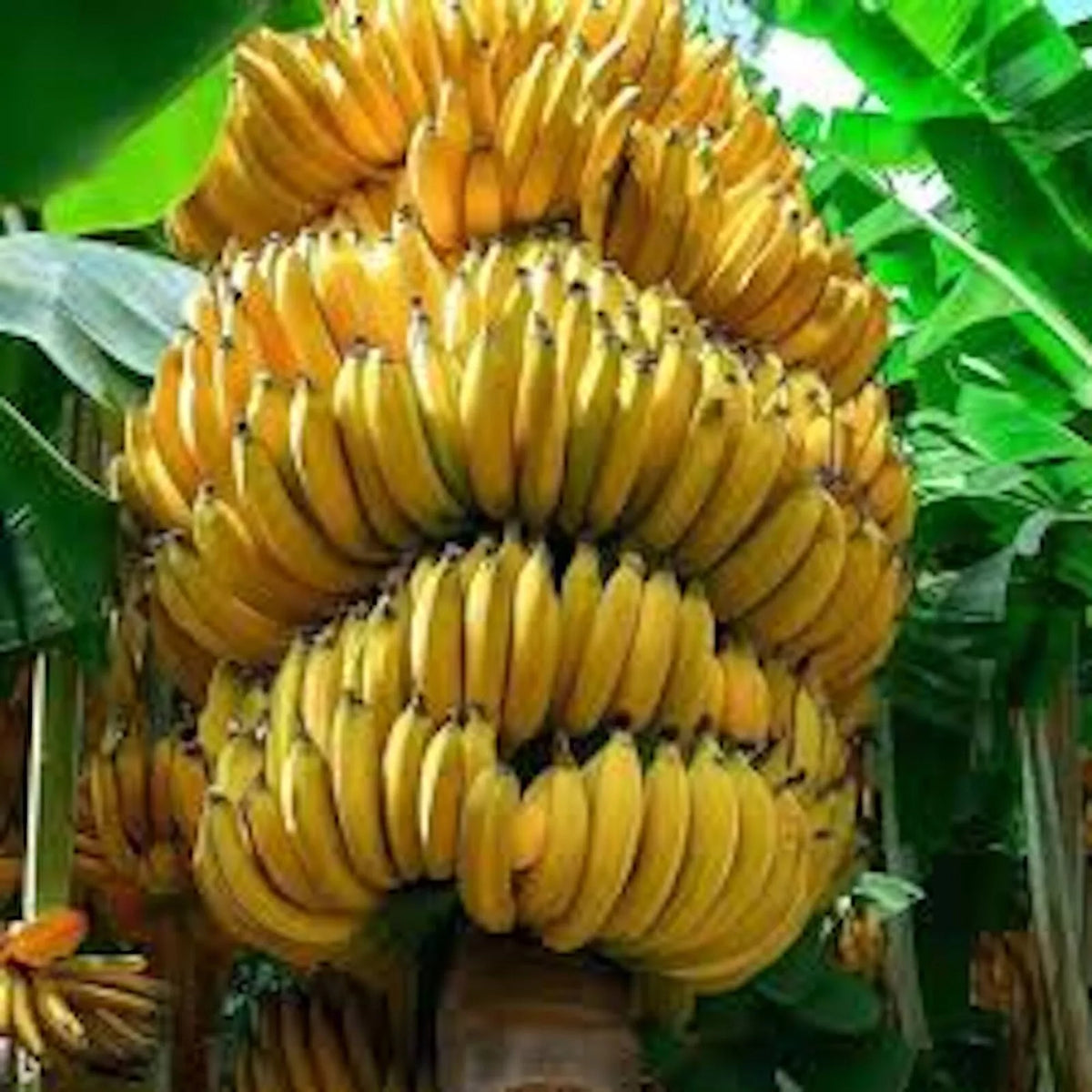 Banana Tree Starter Plant - Musa Gran Nain - Edible Tropical Fruit for Indoor/Outdoor Gardening - Fast-Growing, Low Maintenance