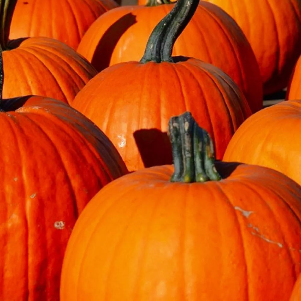 Connecticut Field Pumpkin Seeds | Non-GMO Heirloom | Cucurbita pepo | Perfect for Fall Harvest and Decoration