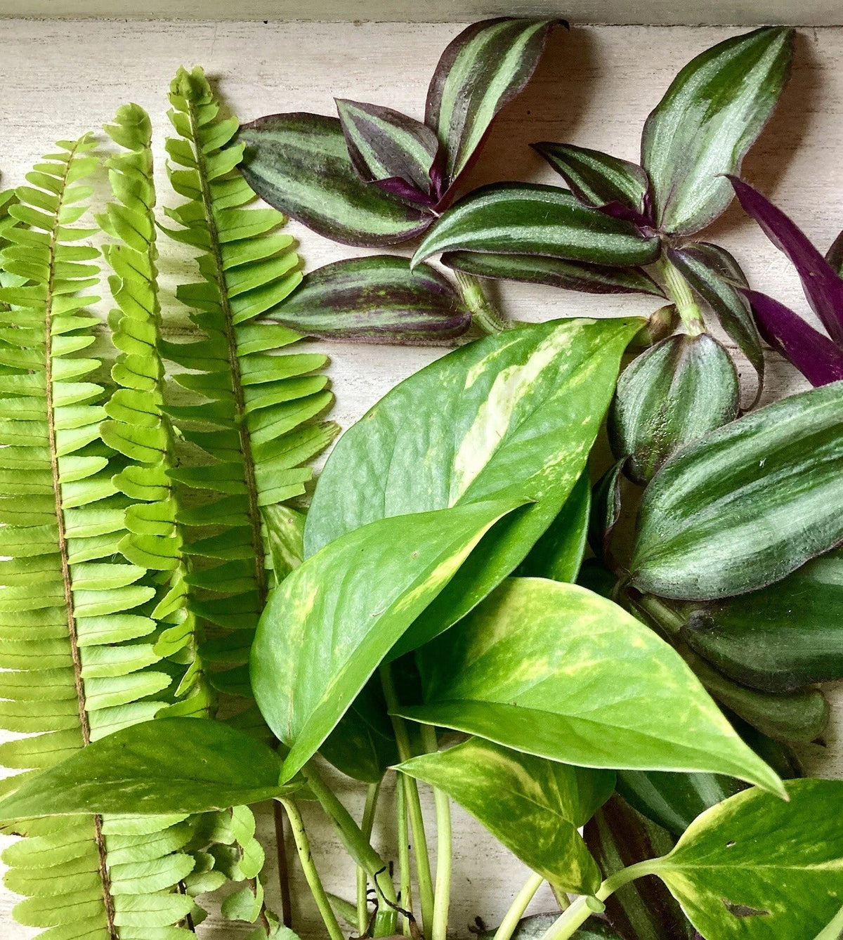 Rooted House Plant Cuttings - 15 Variety Mix for Propagation - Perfect for Indoor Gardening - Various Species