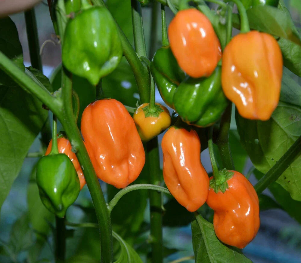 Habanero Pepper Seeds - 25 Pack - Spicy Capsicum chinense for Home Gardening, Salsa & Sauces