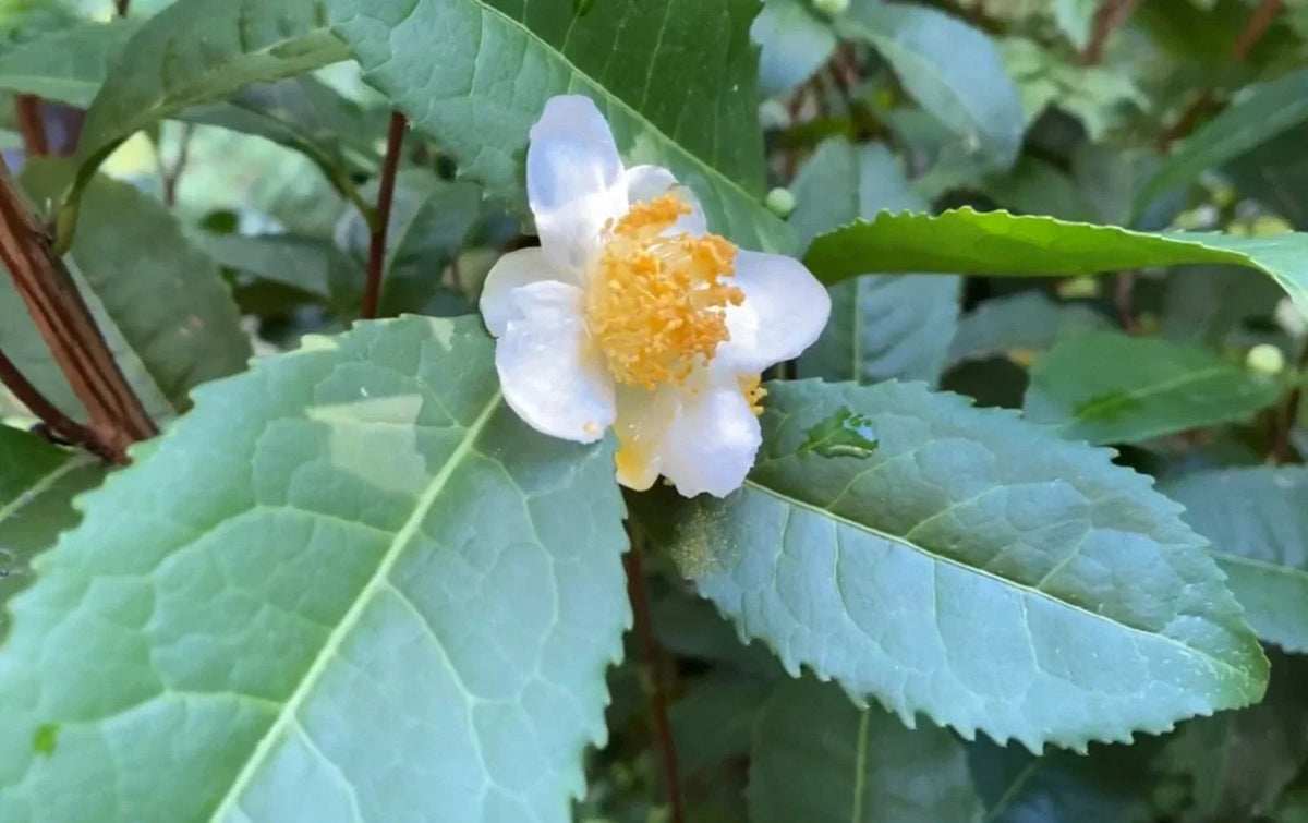 Camellia Sinensis Cuttings 6-Pack - Russian Sochi Tea Plant - Cold Hardy Zone 6b - Edible Landscaping - White Flowers