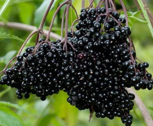 Fresh Elderberry Cuttings (2) - Black Bearing Variety, Sambucus, Perfect for Home Garden and Fruit Production