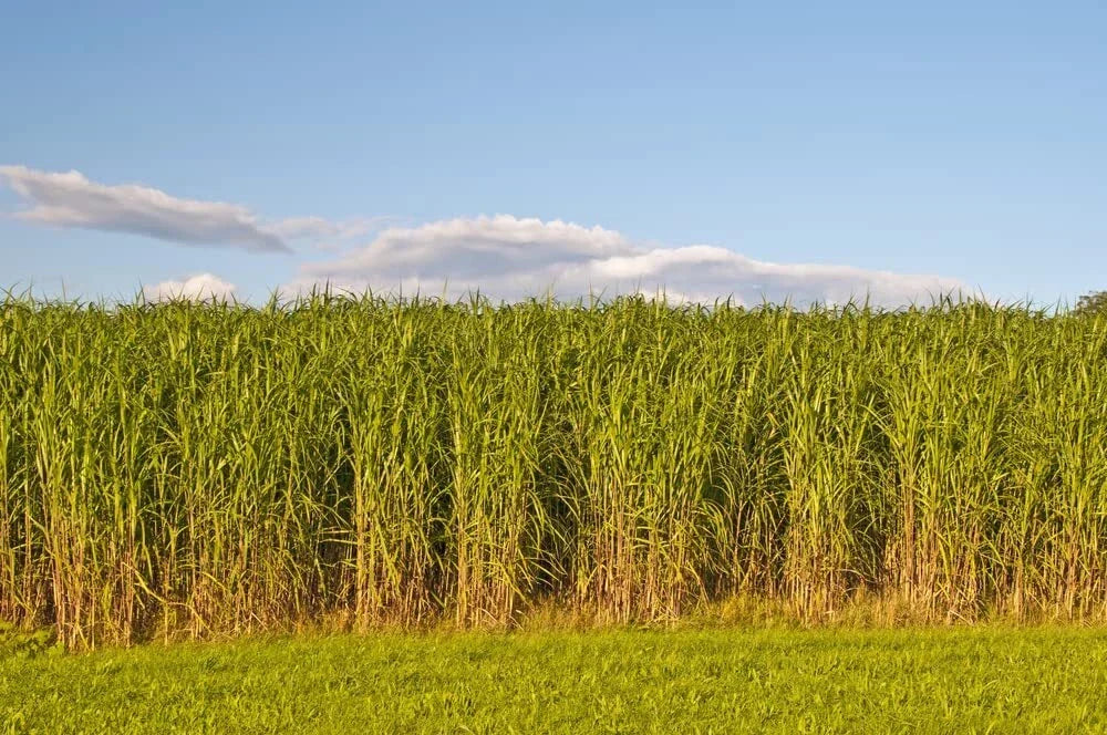 Switchgrass Seeds - 1,000 Count - Fast Growing Prairie Grass for Erosion Control - Panicum virgatum
