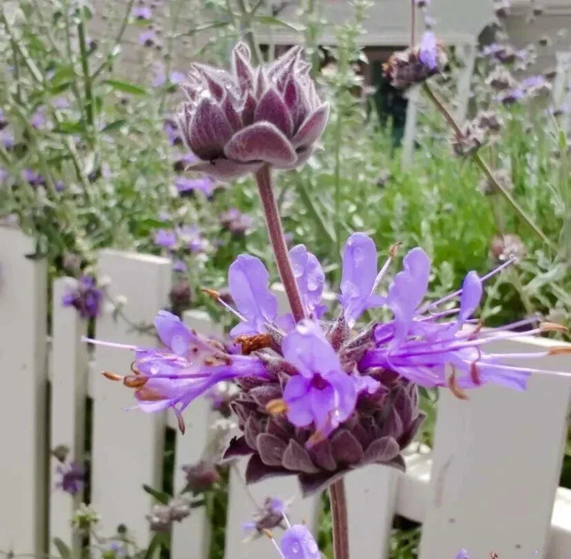 San Luis Purple Sage Seeds - 100+ Native Herb Seeds - Salvia Leucophylla - Drought-Tolerant, Attracts Pollinators
