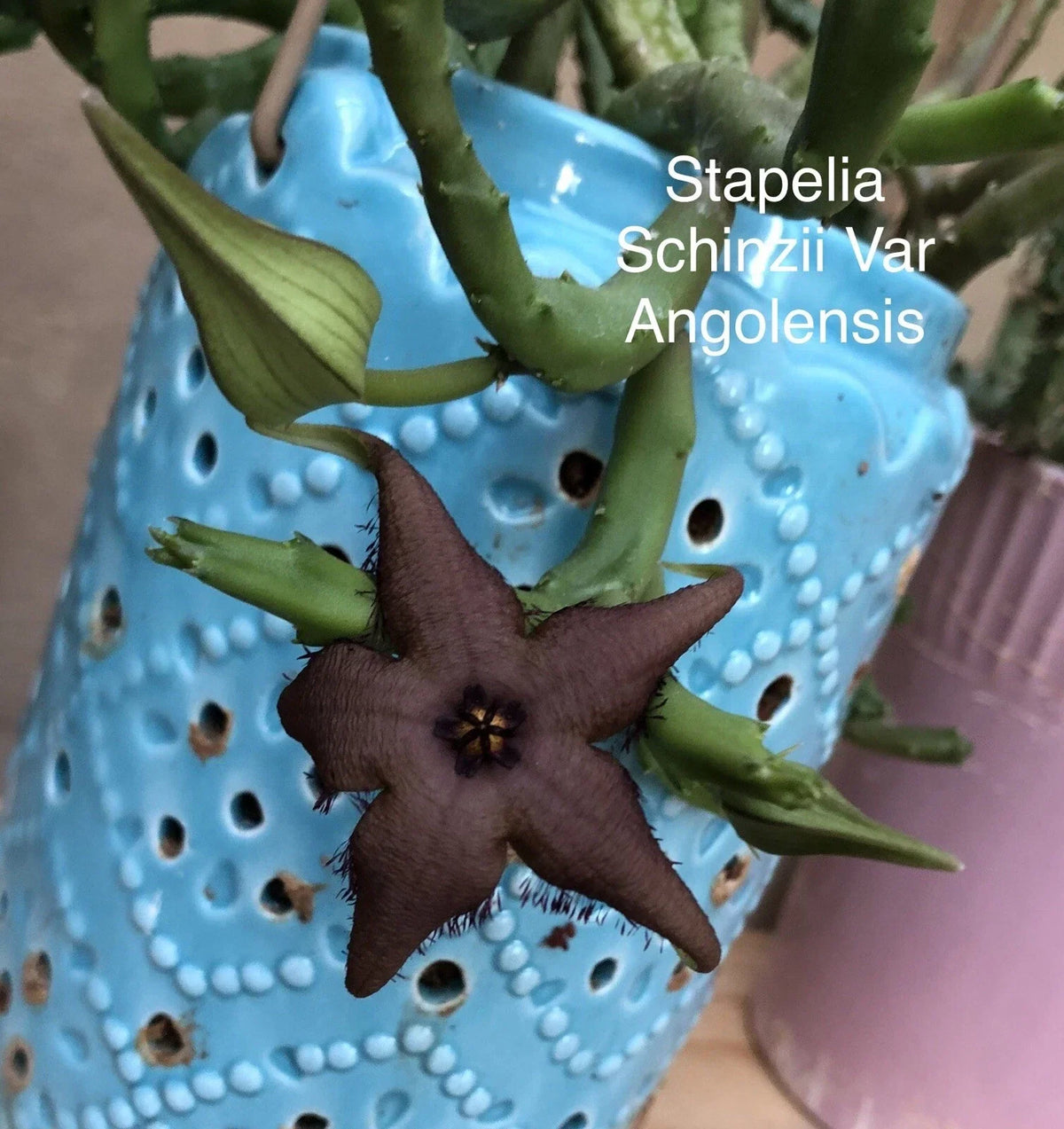 Stapelia Schinzii Plant | Rooted Succulent Cactus | Unique Star-Shaped Flowers | Drought-Tolerant Houseplant
