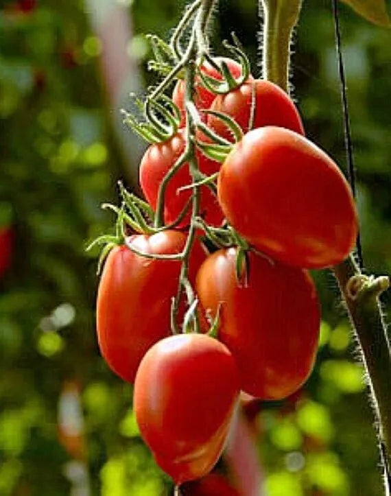 Rio Grande Tomato Seeds - 10+ Organic Heirloom Non-GMO Seeds - Solanum lycopersicum - Perfect for Home Gardening