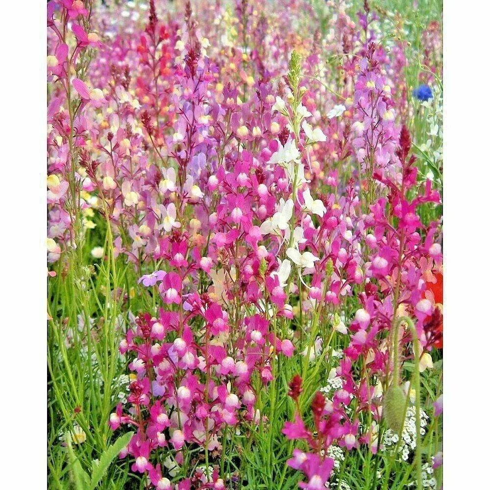 Snapdragon Seeds - 2000+ Northern Lights Mix - Antirrhinum majus - Colorful Spring & Fall Flowers for Garden & Pollinators