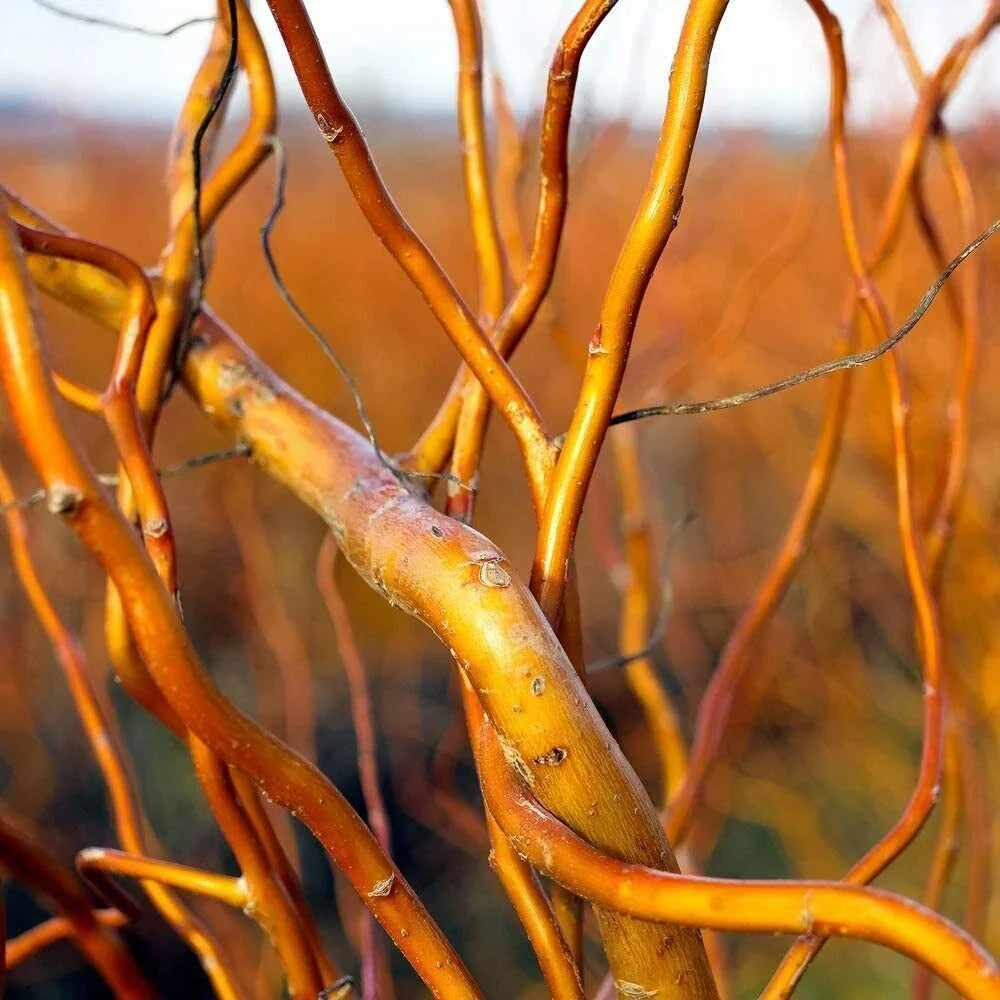 Curly Corkscrew Willow Cuttings - 8 Kelli's Curly Corkscrew - Salix babylonica 'Tortuosa' - Unique Twisted Branches for Propagation