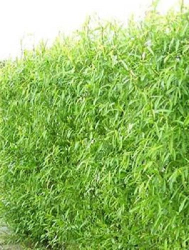 Hybrid Willow Tree Cuttings - 12 Fast Growing Cuttings for Windbreaks - Salix × sepulcralis - Ideal for Privacy Screens