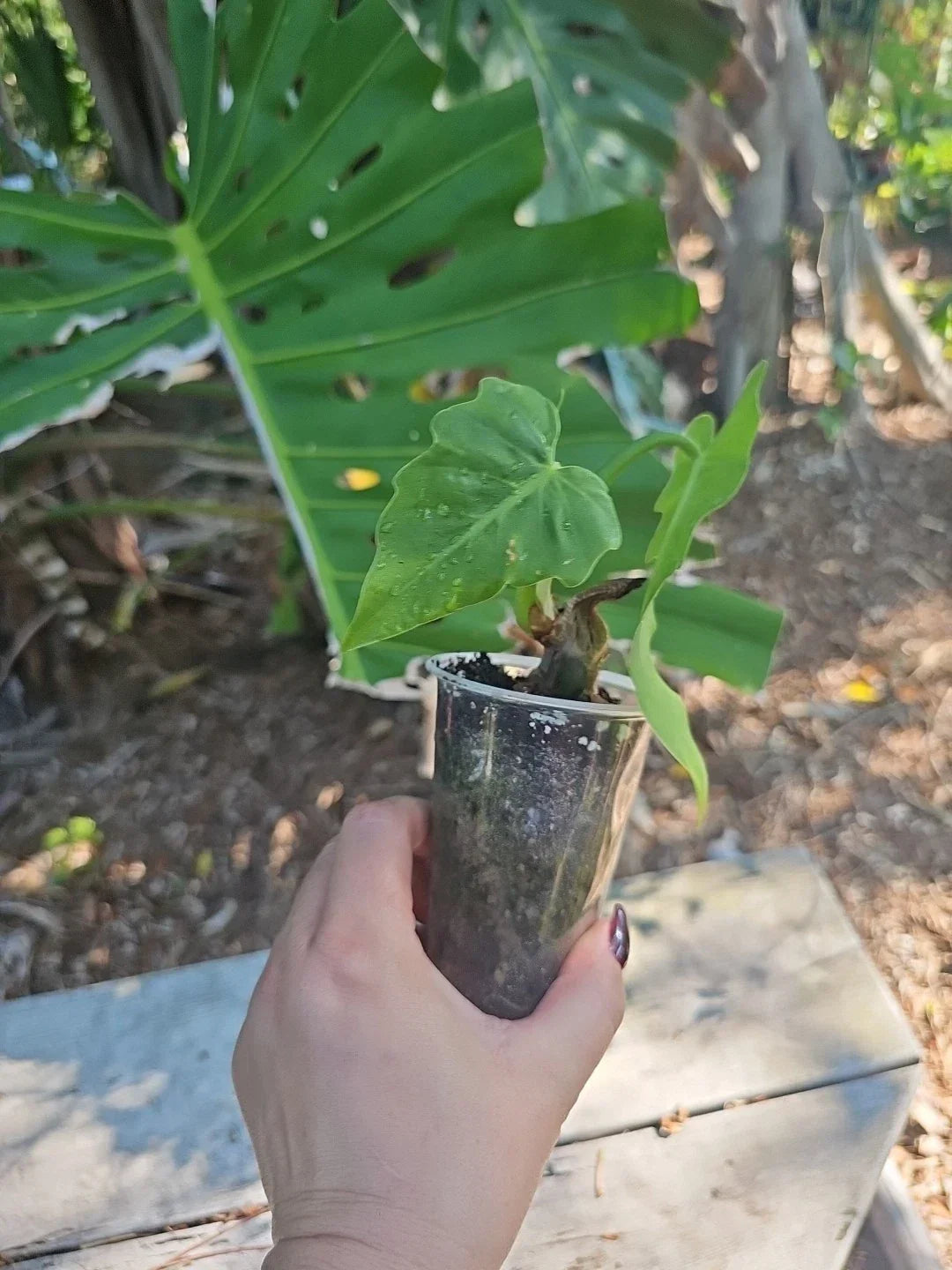 Philodendron Radiatum Plant in 3" Pot | Tropical Houseplant with Lobed Foliage | Philodendron radiatum