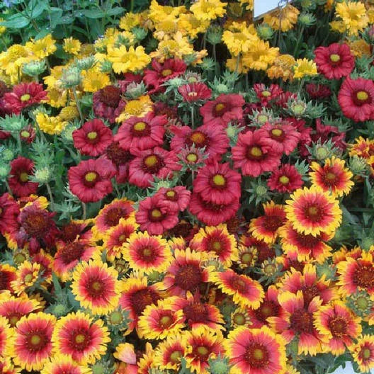 Blanket Flower Seeds 100 Count Single Mix Gaillardia Perennial Non-GMO Butterfly Attracting Red Yellow Orange Flowers