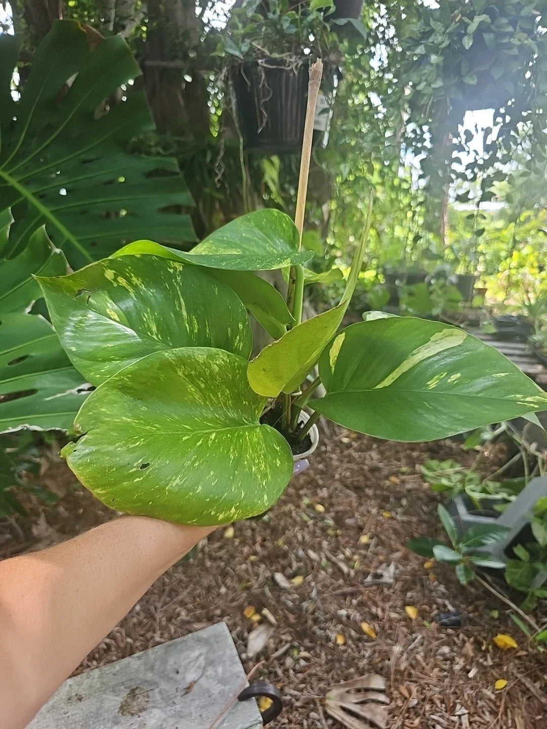Giant Golden Pothos Plant in 3" Pot, Variegated Climbing Variety, Epipremnum aureum - Tropical Indoor Houseplant