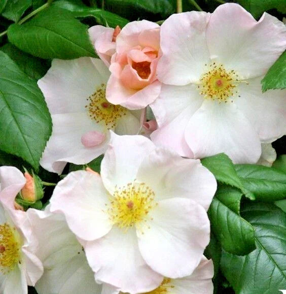 White Climbing Rose Bush Live Plant 1-2 Ft 'Sally Holmes' Rosa 'Sally Holmes' – Thornless, Fragrant, Continuous Bloom
