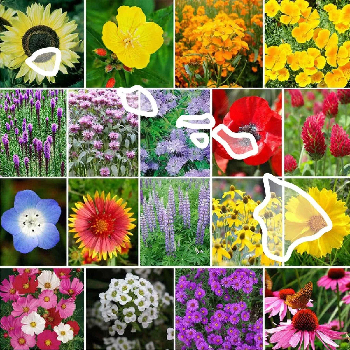 Hawaii Wildflower Seed Mix - 1000 Non-GMO Seeds - Perennial & Annual Blend - Various Species for Pollinator Gardens