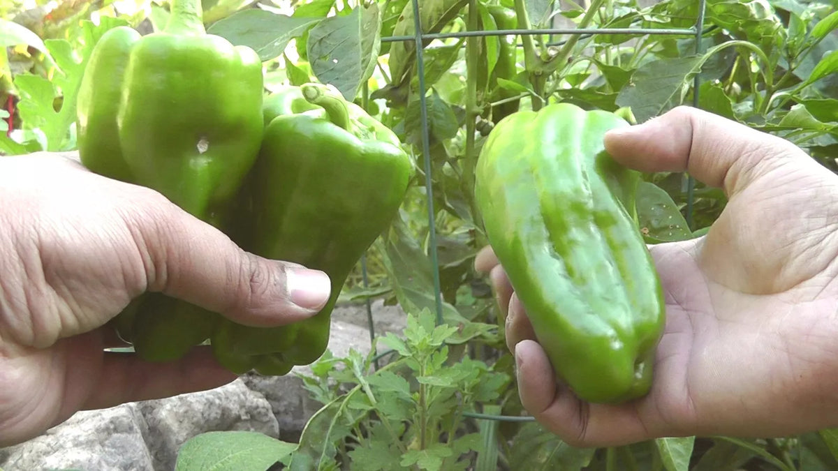 Sweet Pepper Seeds 500 Count Big Bertha Red Elongated Bell Capsicum annuum for Stuffed Peppers