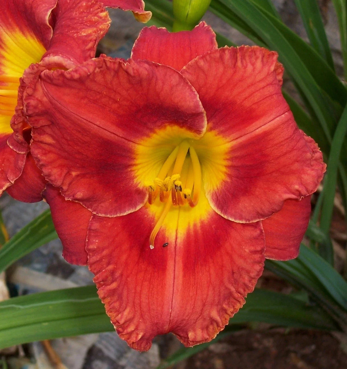 Daylily Plant - Yellow Blooms - Hemerocallis spp. - Perennial Flower for Garden, Low Maintenance & Deer Resistant