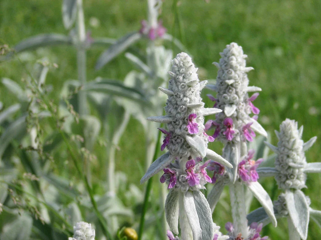 30 Lamb's Ears Seeds - Sun Perennial Ground Cover - Stachys byzantina - Easy to Grow, Attracts Pollinators - GroCo USA