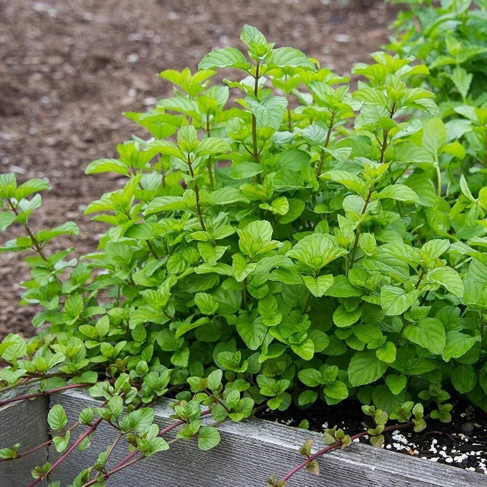 Orange Mint Plant Plug - Live Mentha × piperita citrata - Aromatic Herb for Tea & Culinary Use - Fresh Flavor Starter