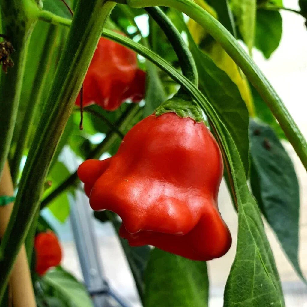 Bishop's Crown Hot Pepper Seeds - 15+ Non-GMO Capsicum Annuum - Unique Shape, Rich Flavor for Gardens & Culinary Use