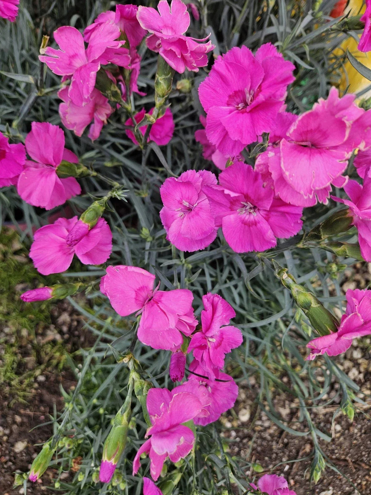 Bumbleberry Dianthus Perennial Plant - Bare Root - Red Pink Purple Blooms - Dianthus spp. - Outdoor Garden Flowers
