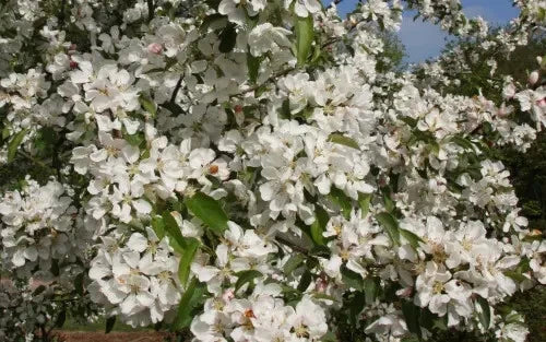 Donald Wyman Crabapple Seeds - 25+ Seeds - Malus x zumi 'Donald Wyman' - Pinkish-White Flowers - USA Shipping Available