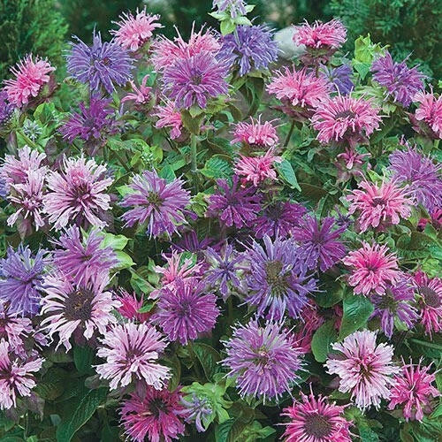 Bee Balm Seeds 100 Pack Blue Shades Monarda didyma Hummingbird Flower Seeds Non-GMO Pollinator Friendly Garden Plants