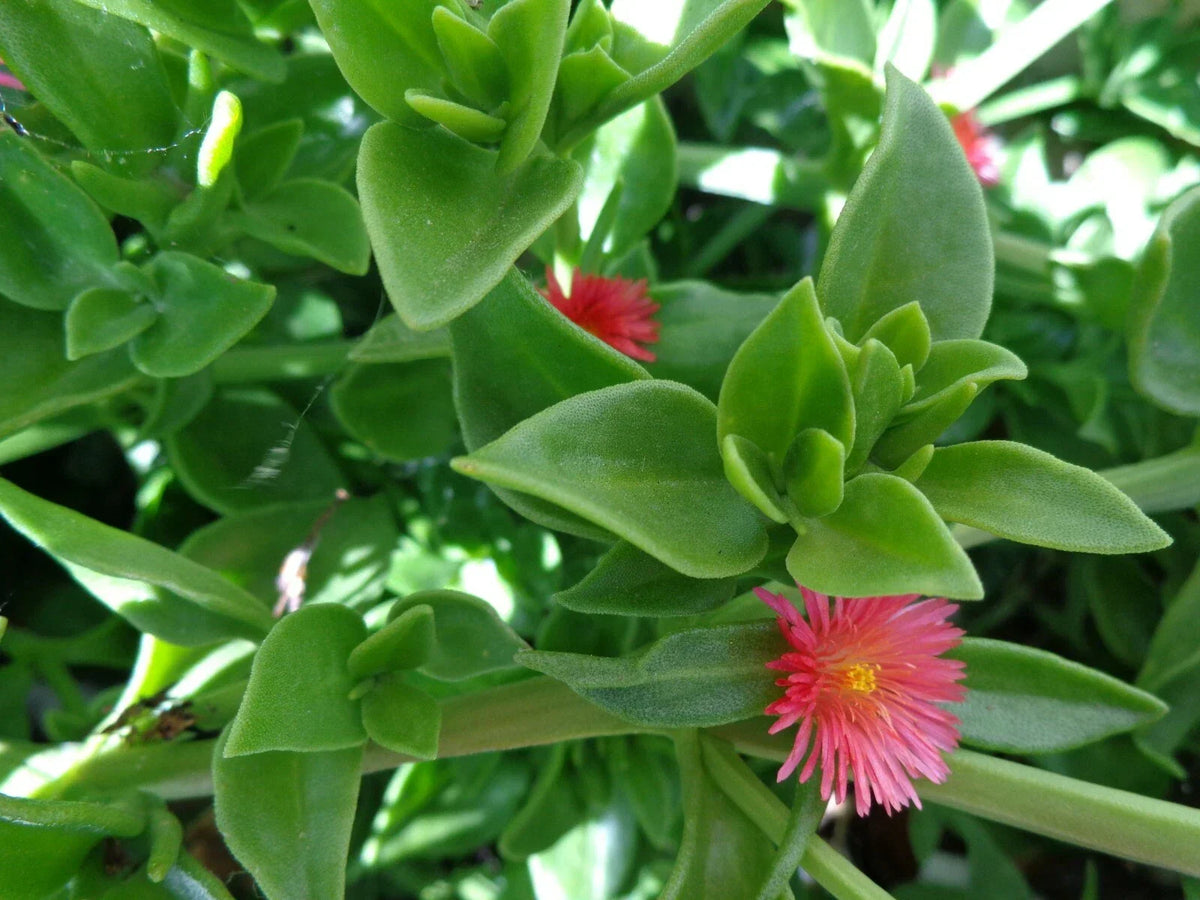 20 Cuttings Aptenia cordifolia 'Red/Pink Apple Ice Plant' Succulent Baby Sun Rose 4"-7" for Home Garden Propagation