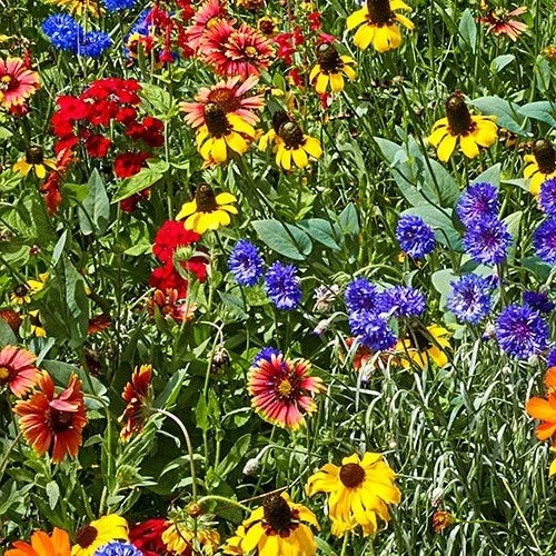 Southeast Wildflower Seed Mix, 25 Varieties, Eco-Friendly, Pollinator Friendly, Native Plants, Various Species