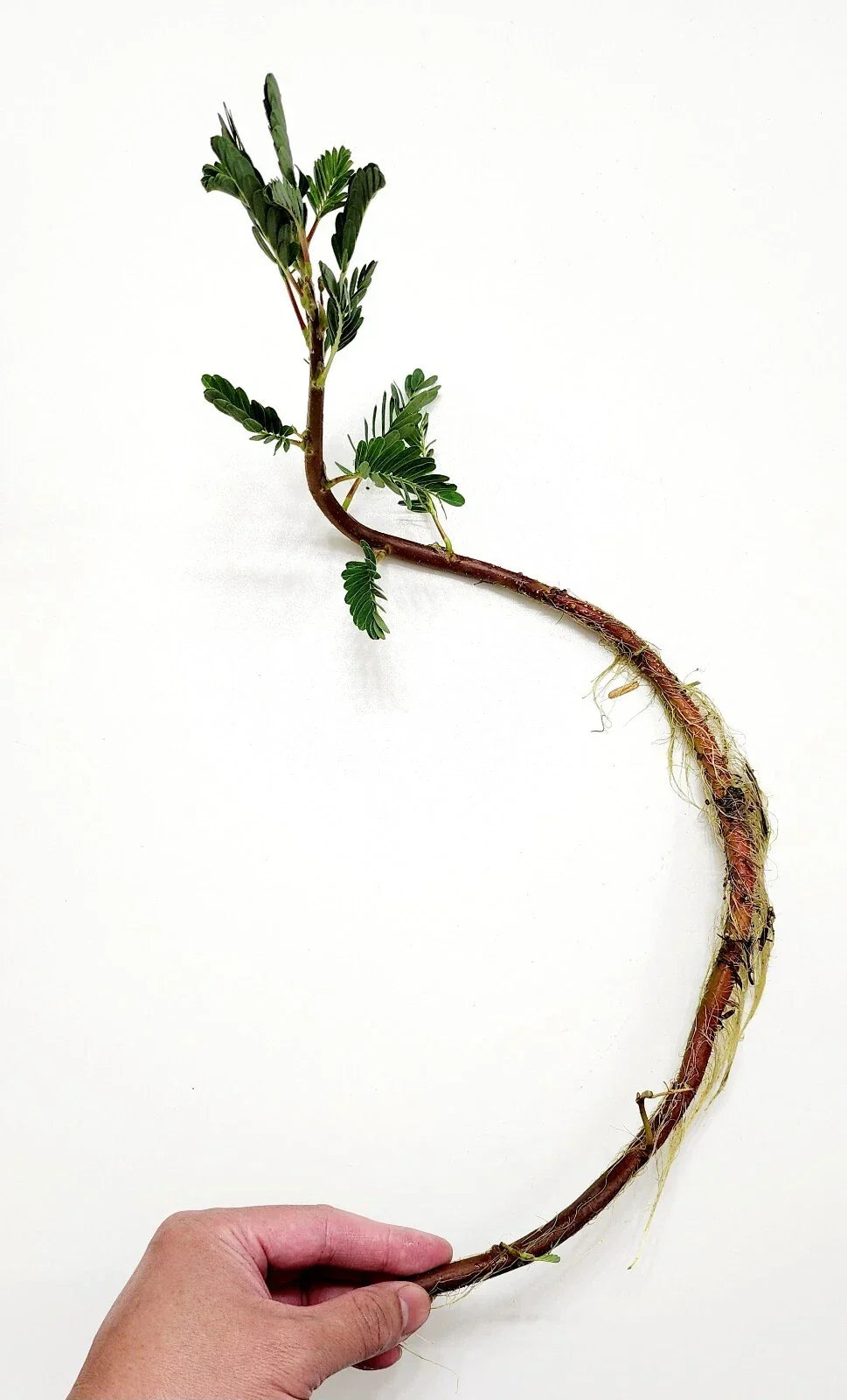Botswana Wonder Sensitive Plant - Tropical Aquatic Live Plant - Mimosa pudica - Unique Touch-Reacting Foliage