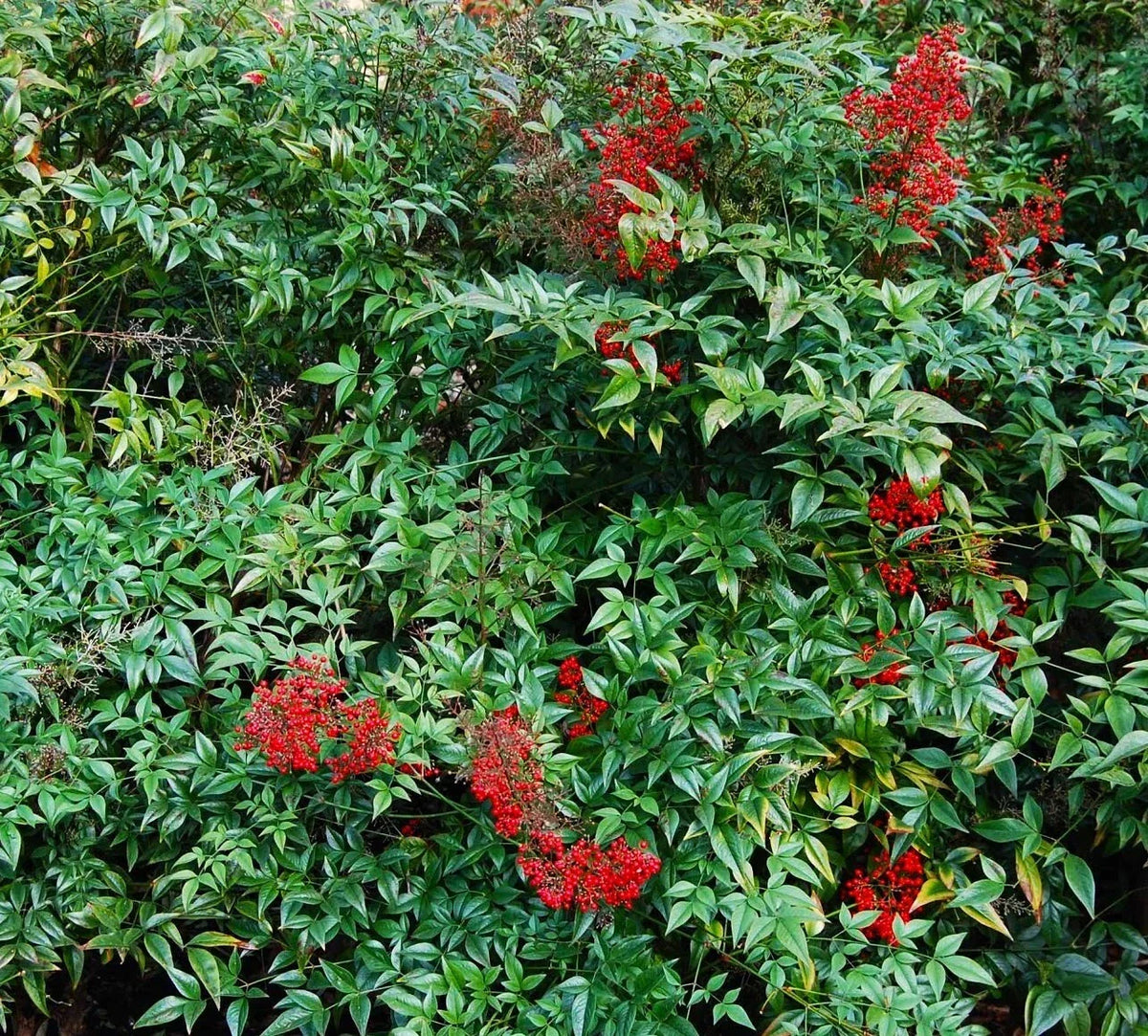 Nandina Domestica Live Plants - Heavenly Bamboo Shrub Seedlings 3"-6" - Ornamental Garden Plants for Borders & Hedges
