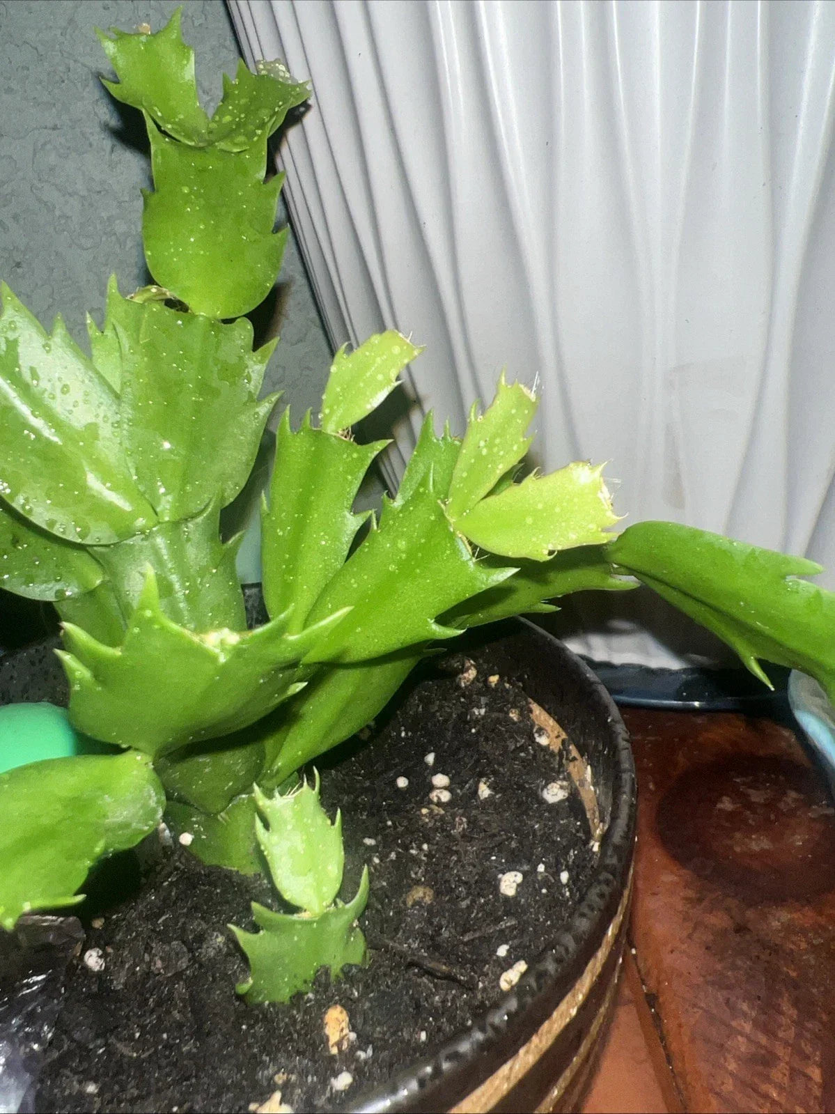 Christmas Cactus Starter Plant, Colorful Blooms, Easy Care Houseplant, Schlumbergera
