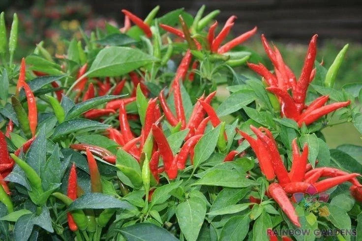 Thai Super Chili F1 Hot Pepper Seeds - 25+ Pack - Capsicum annuum - Heirloom Variety for Garden Planting