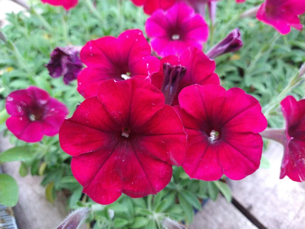 Petunia Easy Wave Red Velour 10 Baby Plugs - Fast-Growing Annual, Heat-Tolerant, Mounding Spread, Petunia x hybrida