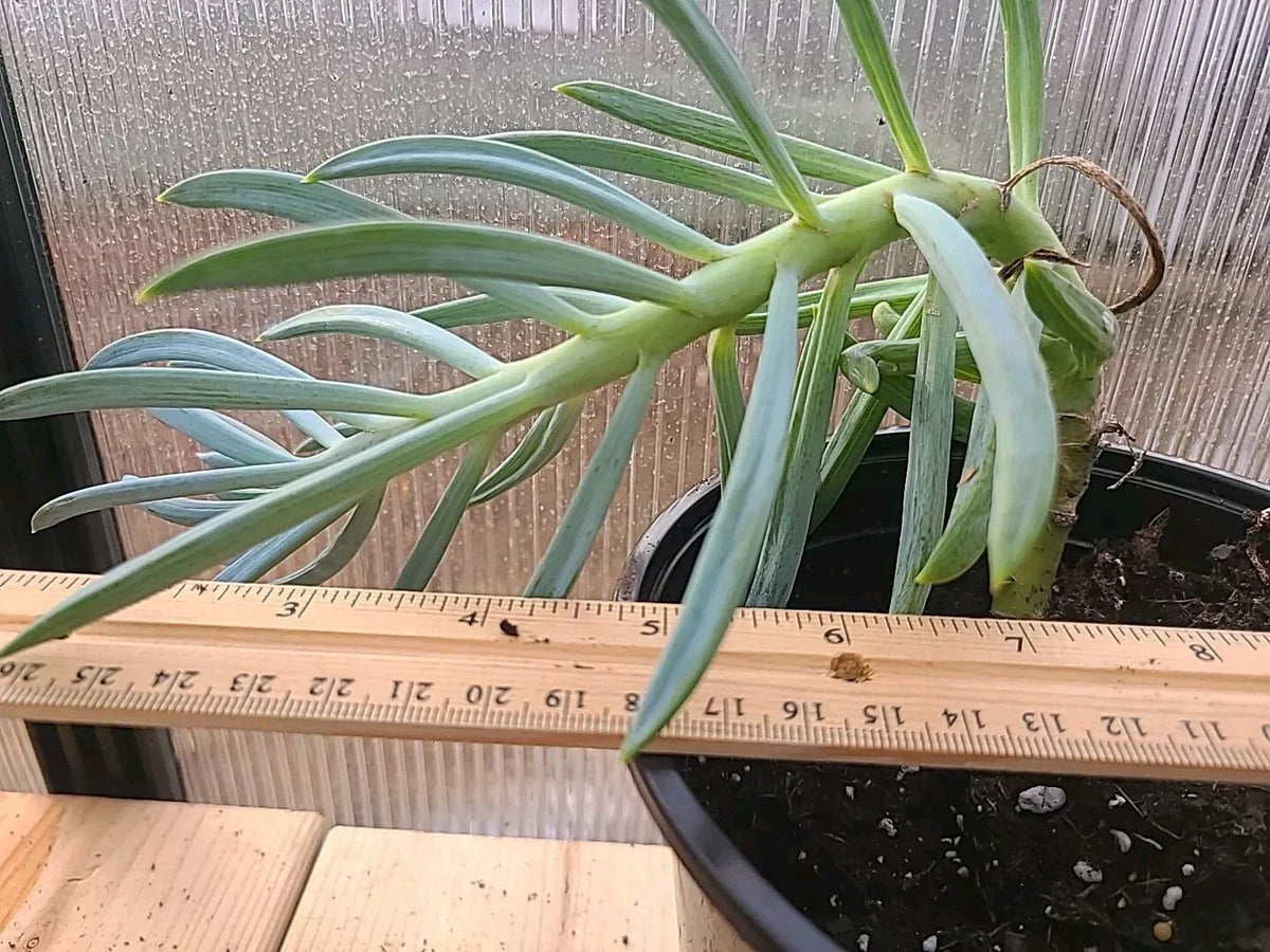 Large Blue Chalk Sticks Plant - Rooted Succulent in Pot - Senecio Mandraliscae - Rare Indoor/Outdoor Garden Decor