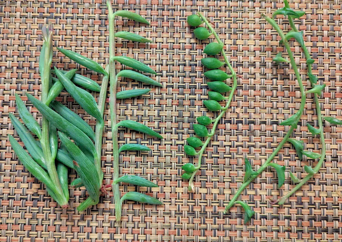 Hanging Succulent Cuttings - 4" String of Dolphins, Pearls & Bananas - Senecio deltoides, Senecio rowleyanus & Senecio radicans