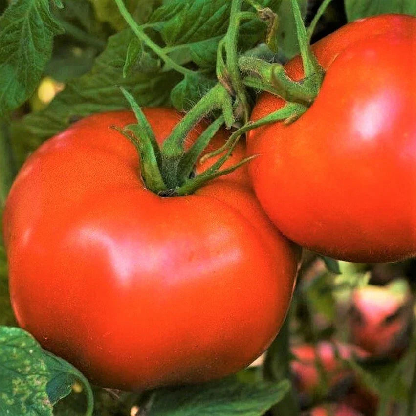 Rutgers Tomato Seeds | Heirloom Variety | Non-GMO | Solanum lycopersicum 'Rutgers' | High Yield for Home Gardening