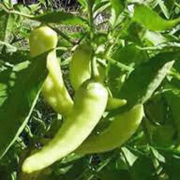 Sweet Banana Pepper Seeds - Heirloom Non-GMO 100 Seeds - Capsicum annuum - Perfect for Home Gardening and Culinary Use