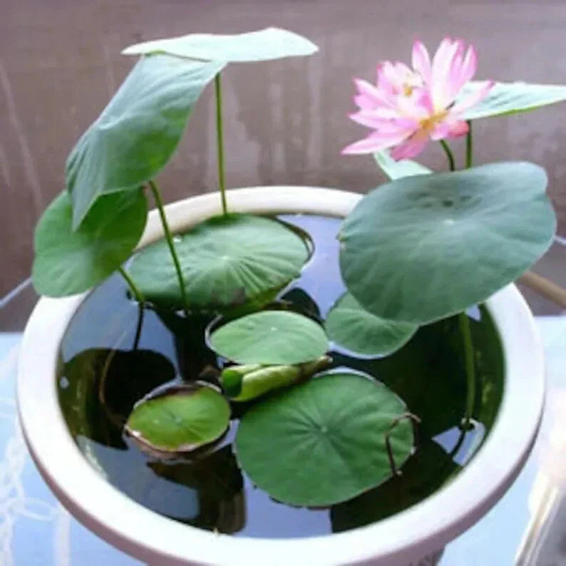 Bonsai Water Lily Seeds - 10 Seeds - Nymphaea spp. - Flowering Water Plant with Floating Lily Pads for Water Gardens
