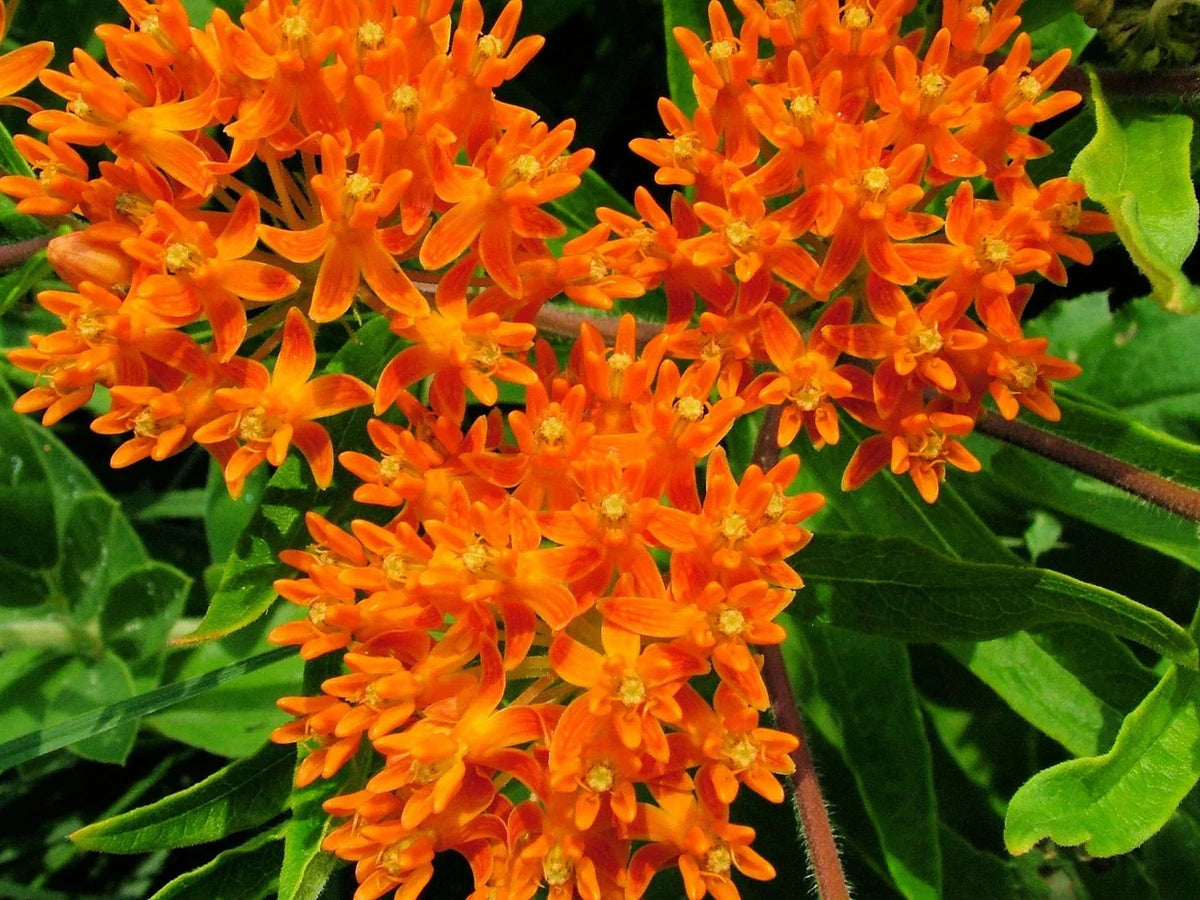 Butterfly Milkweed Seeds 100 Count Orange Asclepias tuberosa Native Wildflower Seeds for Pollinators