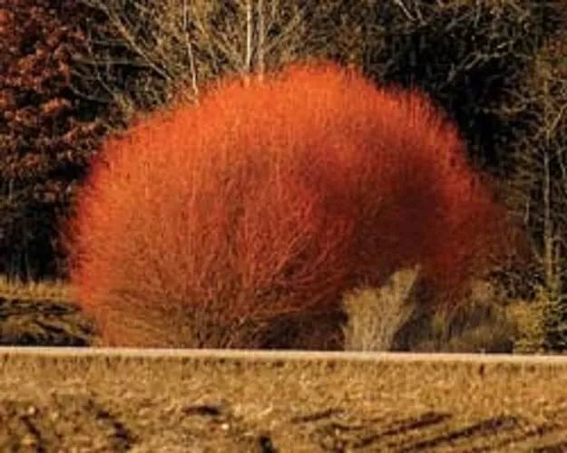 Red Flame Willow Trees - Starter Plant - Fast Growing Red Foliage - Salix matsudana 'Red Flame' - Perfect for Garden Landscape