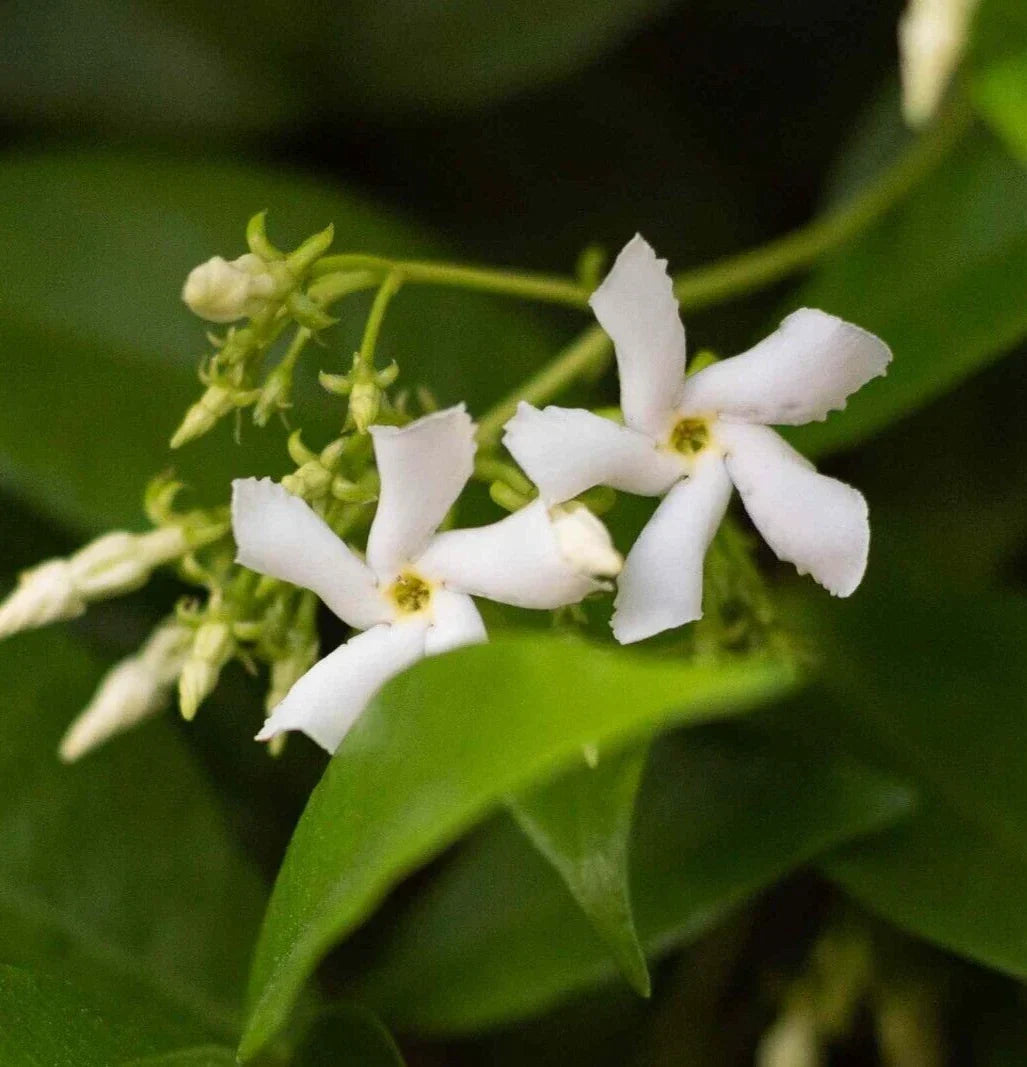 Star Jasmine Plant Cuttings - 6" Live Jasminoides Trachelospermum - Fragrant Flowering Vine for Indoor/Outdoor Garden