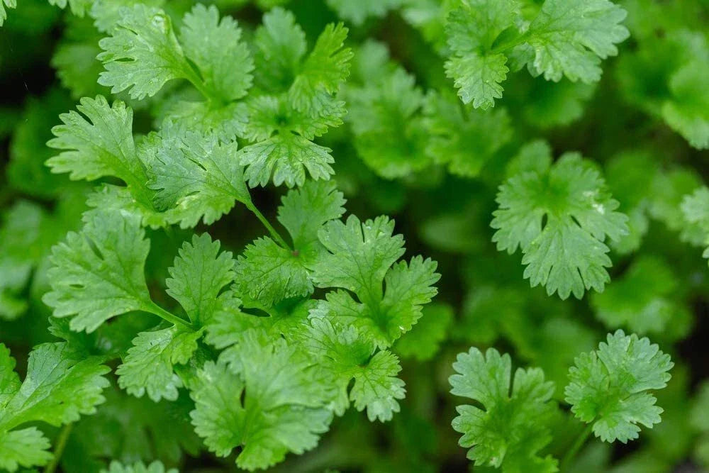 Cilantro Seeds 500+ | Indoor Herb Garden | Coriandrum sativum | Fast-Growing Culinary Herb
