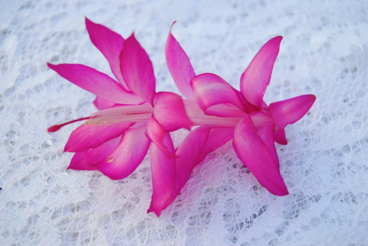 Christmas Cactus Starter Plant - Small Holiday Lights Variety - Schlumbergera Truncata - Healthy Well-Rooted Indoor Plant