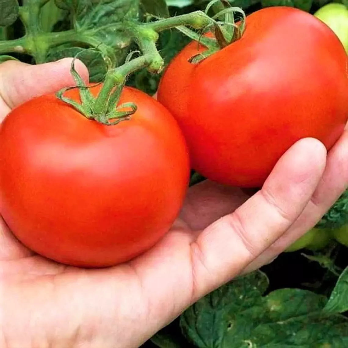 Heirloom Tomato Seeds - 30+ Organic Non-GMO Moneymaker Seeds - Lycopersicon esculentum - Perfect for Home Gardening